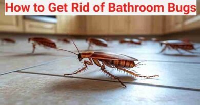 How to Get Rid of Bathroom Bugs in Telugu